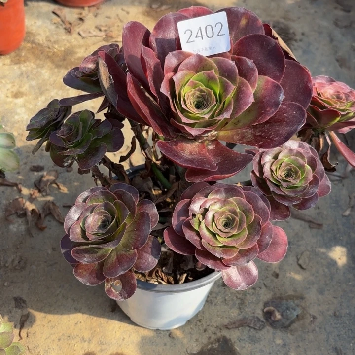 魅金玫瑰多肉处理不包断头2402