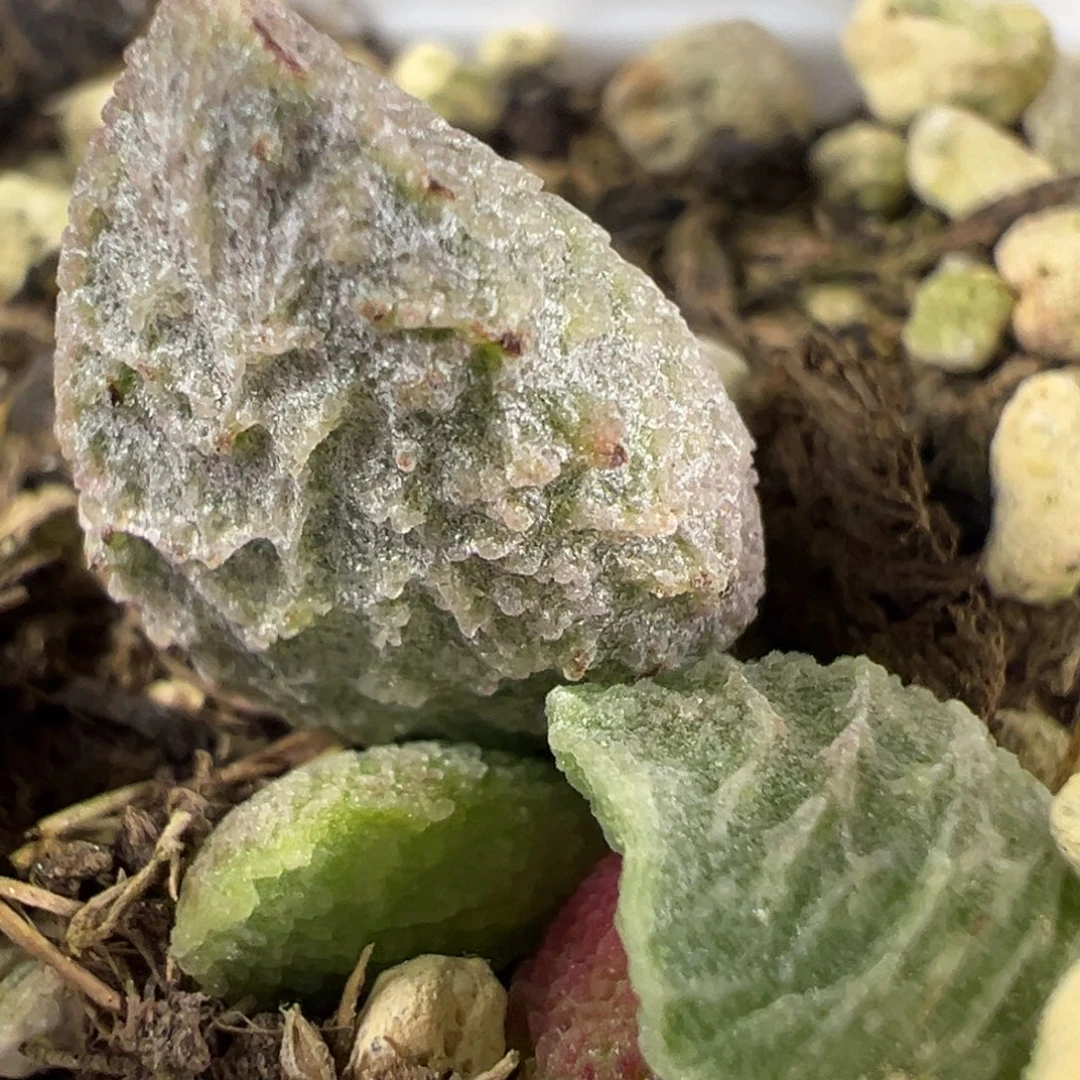 w大鱼海棠多肉植物水泡
