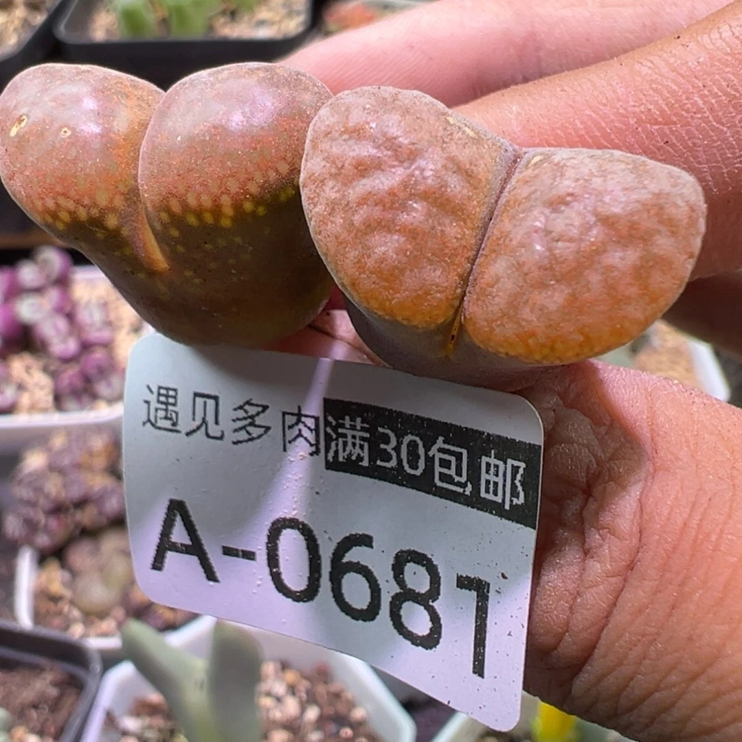 肉植物111多种111