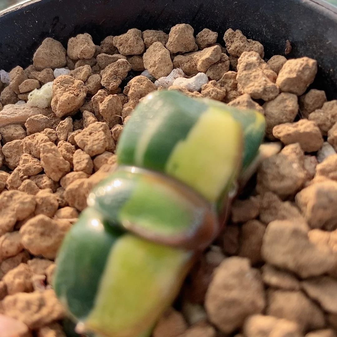 五**歌1029卧牛实生锦带盆发货