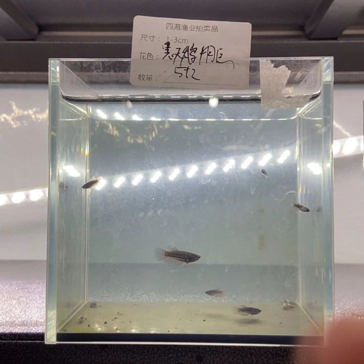 斗鱼包活不包损所见即所得143