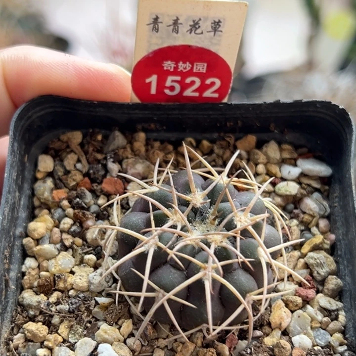 白刺天平丸实生一棵