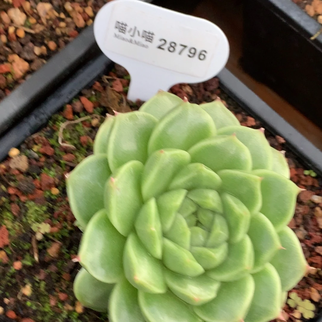 多肉植物杂交珍妮