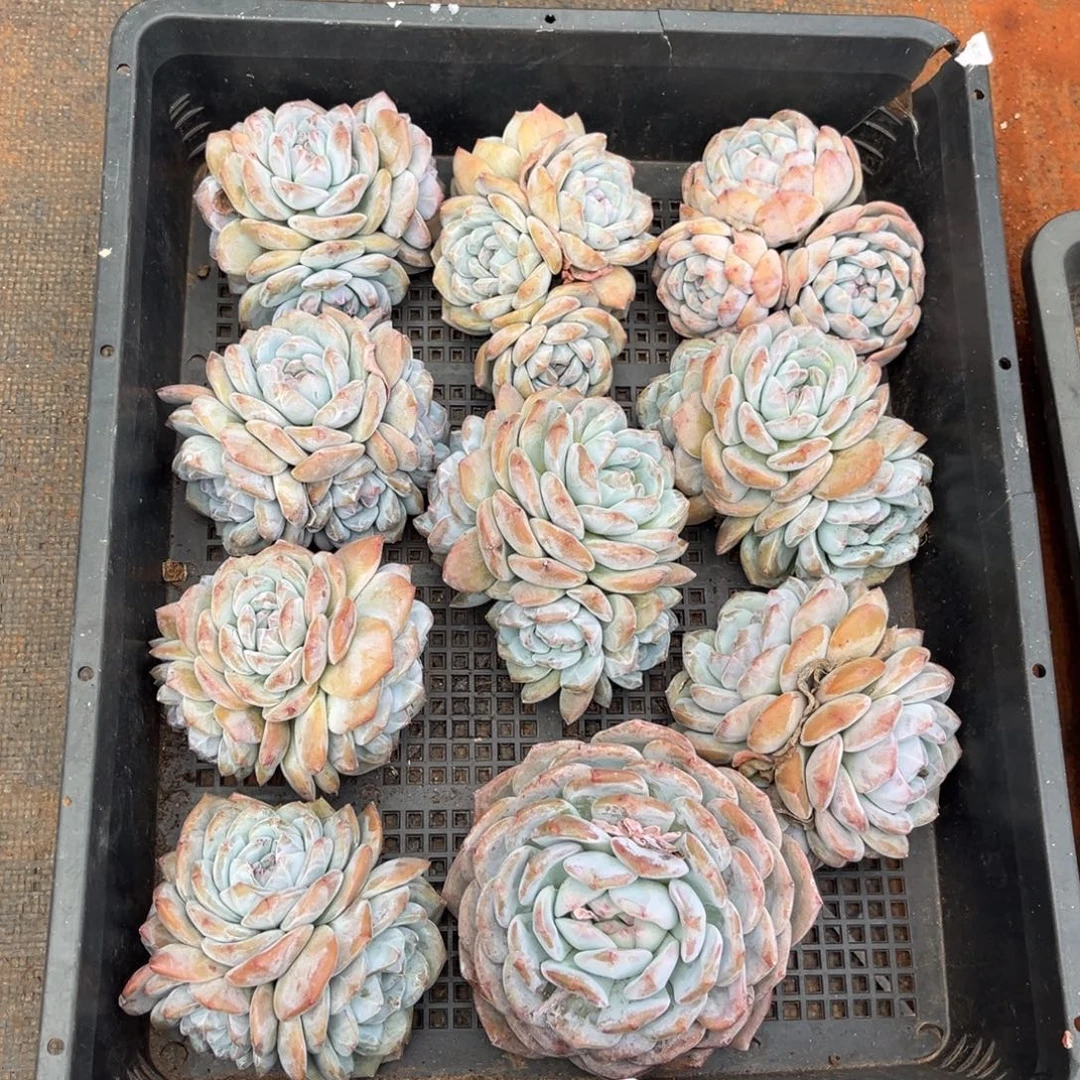 162号新疆西藏内蒙古不包邮