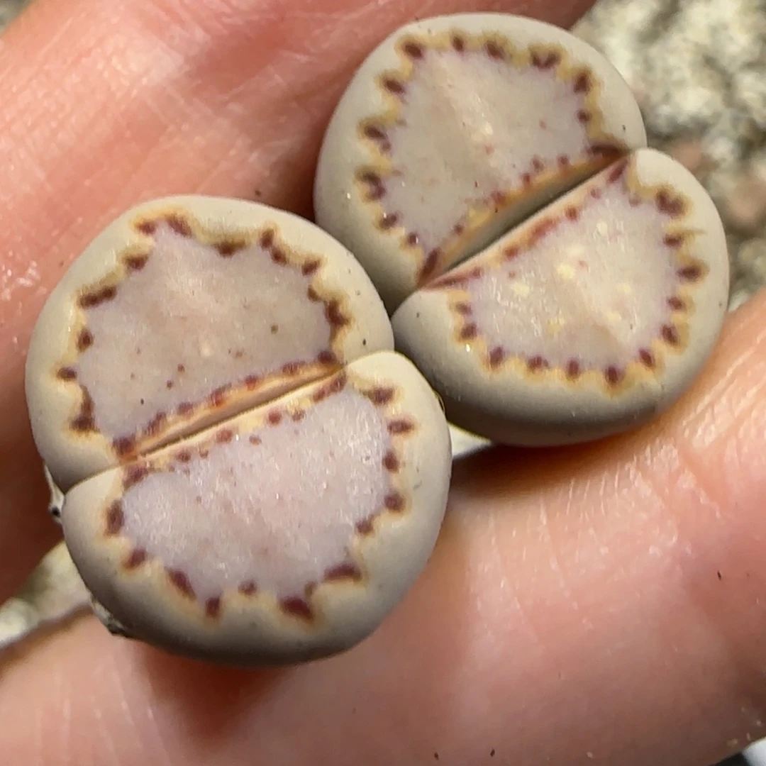 7.26。   .015。  9039捡漏