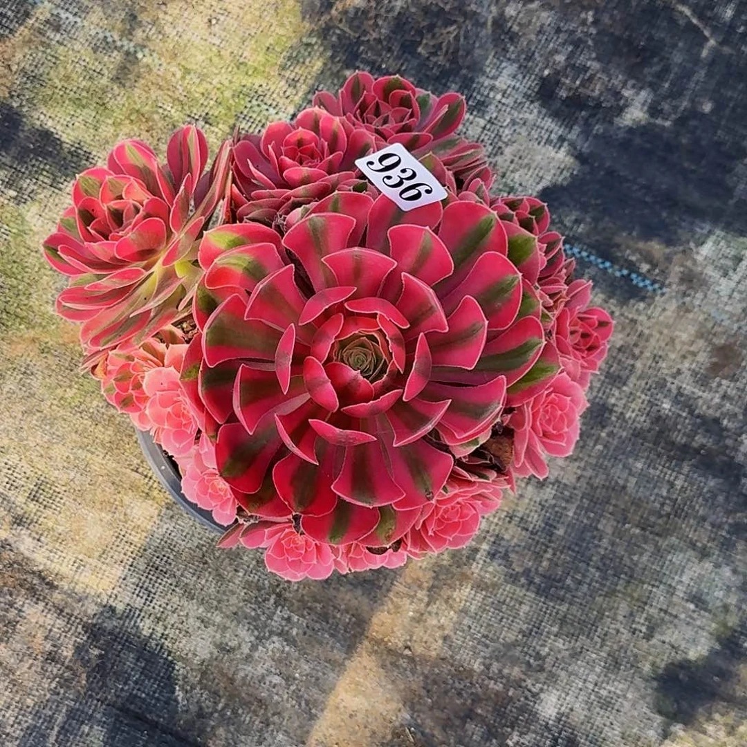 936粉女巫半木质桩