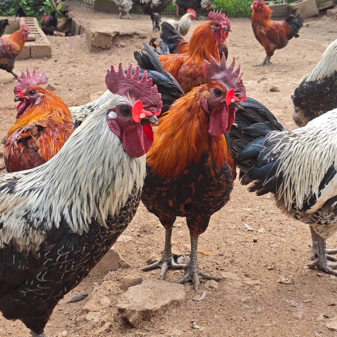 【小林哥专属】农家土鸡乌骨鸡现称现发