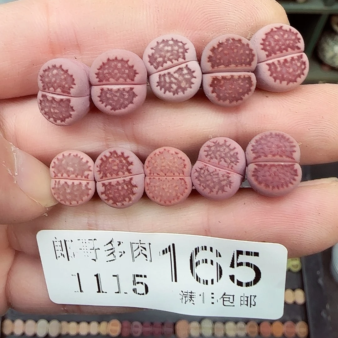 满满18包邮1115-165