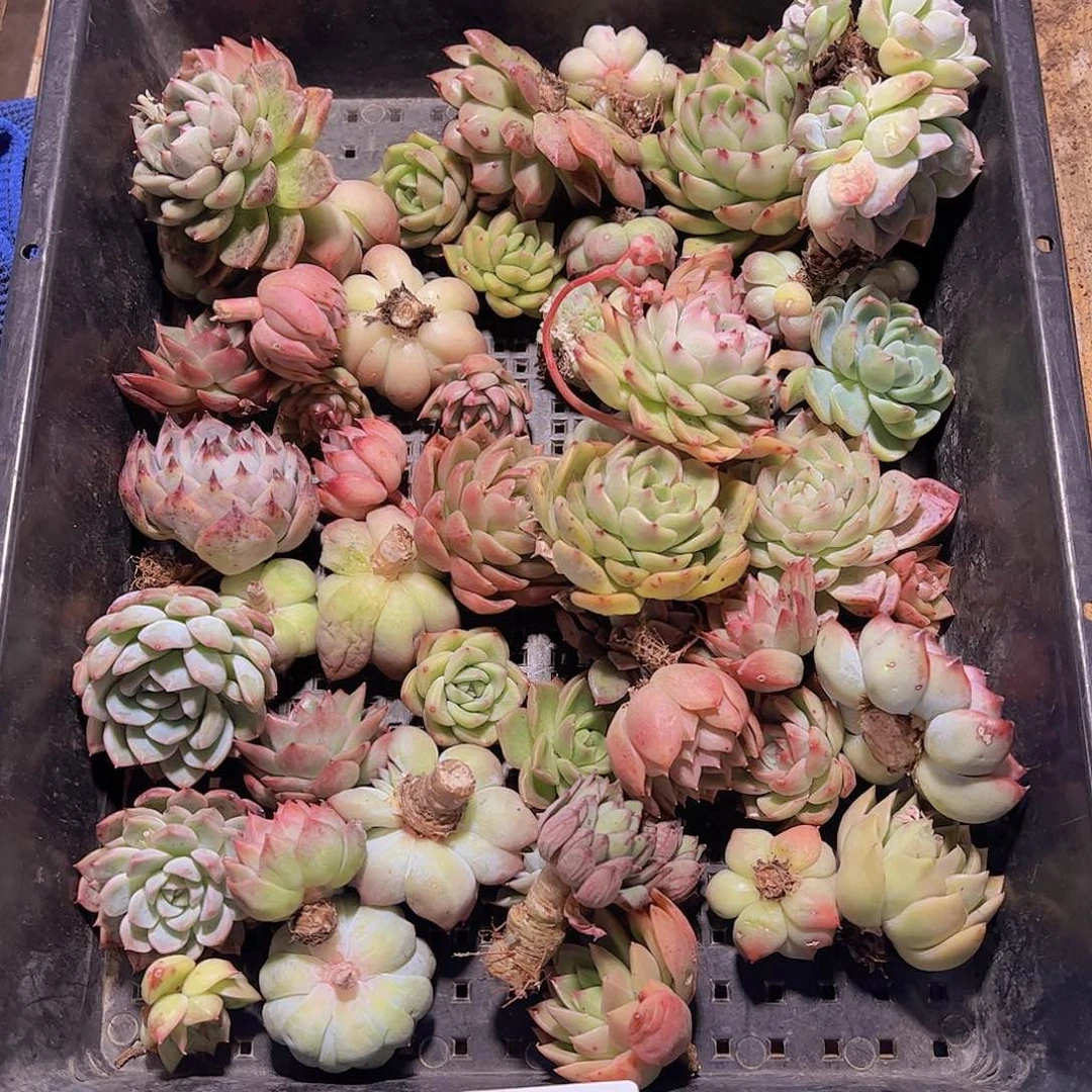 直播福利一物一拍305