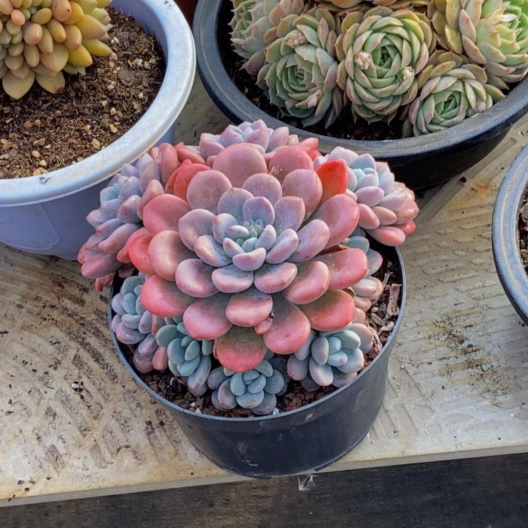 官****发48包邮一物一拍多肉