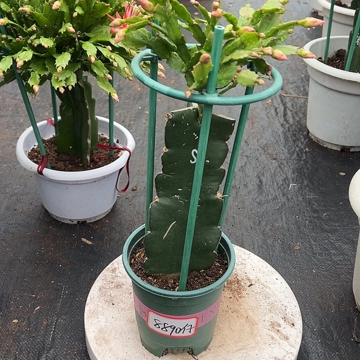 红锁蟹爪兰尾号8890