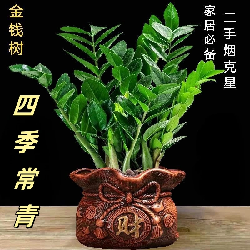 新款招财树绿植四季常青金钱树盆栽室内办公室桌面植物年轻潮流款