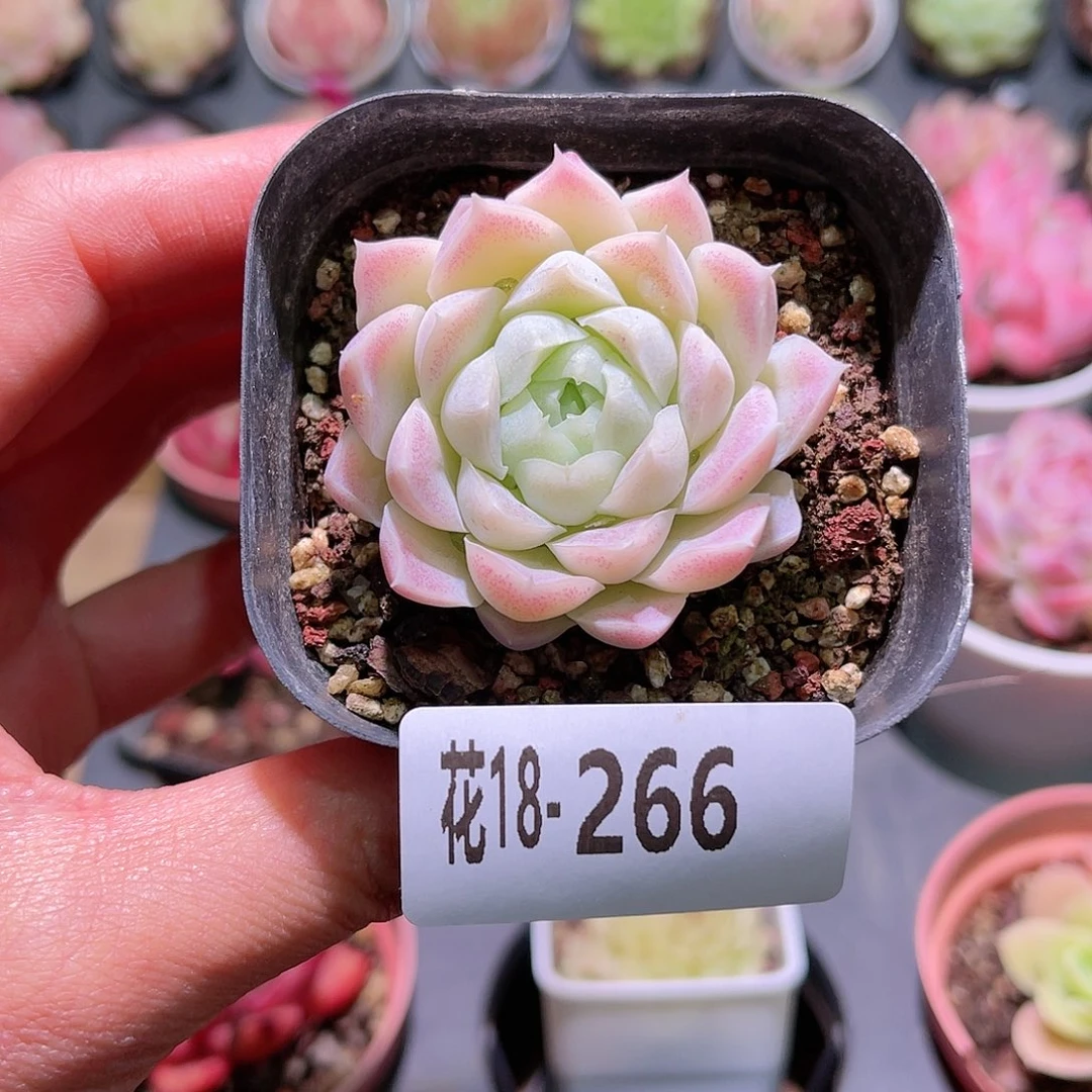 花利美18-266白月影