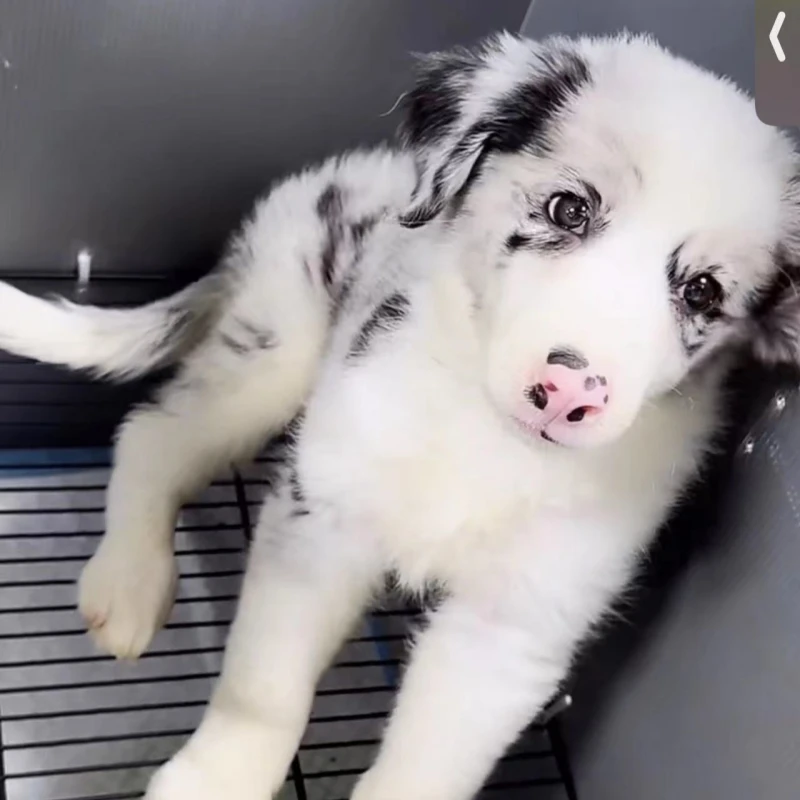 （实拍）陨石边牧弟弟 1w