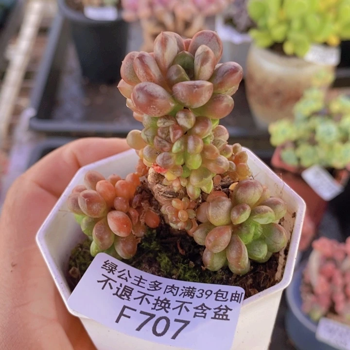 葡萄老桩707多肉植物