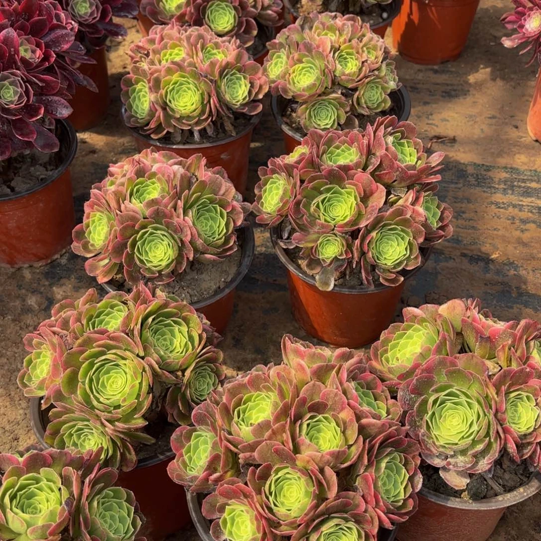 万奶白绣球9.9法师多肉嫩