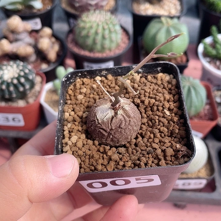 005龟甲龙块根植物