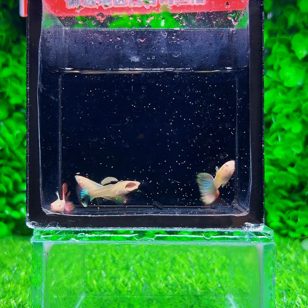 海水霓虹三色孔雀鱼