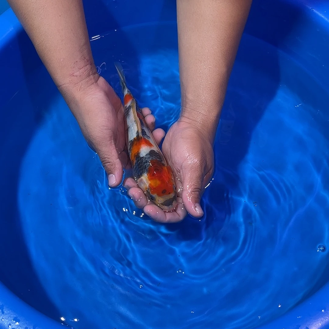 海水鱼精品大日蒙娜丽莎