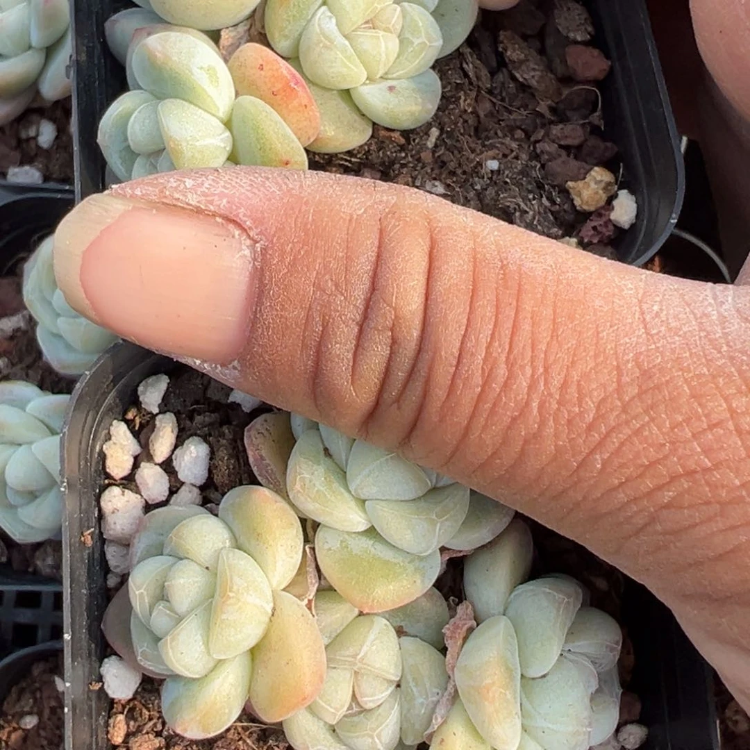 树*小卡拉米糖心一物一拍19-108