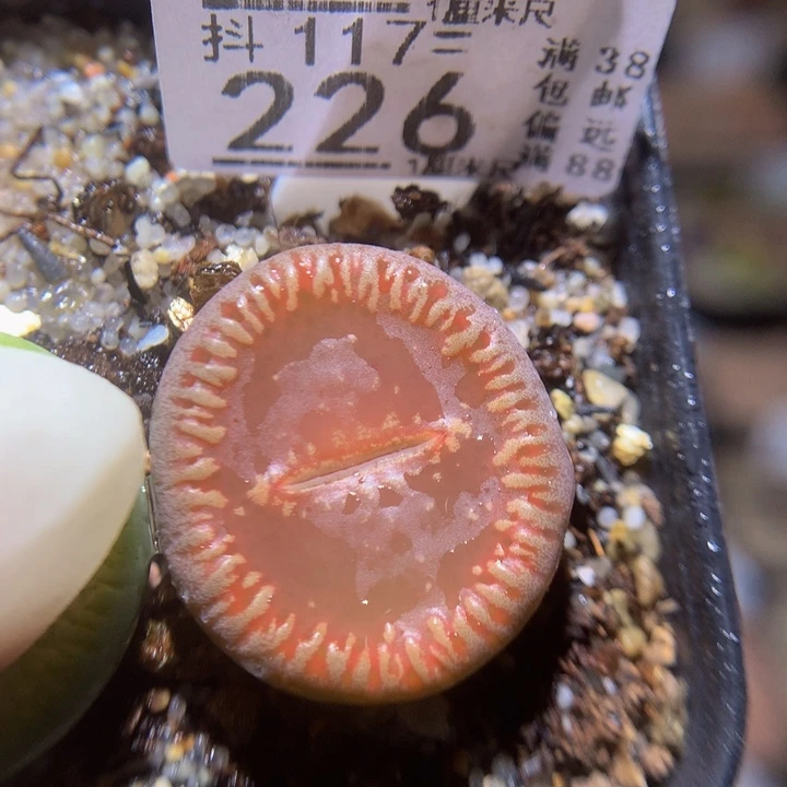 精品生石花117.226