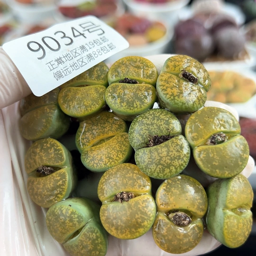 好养易活生石花大母本9034共12颗下播福利