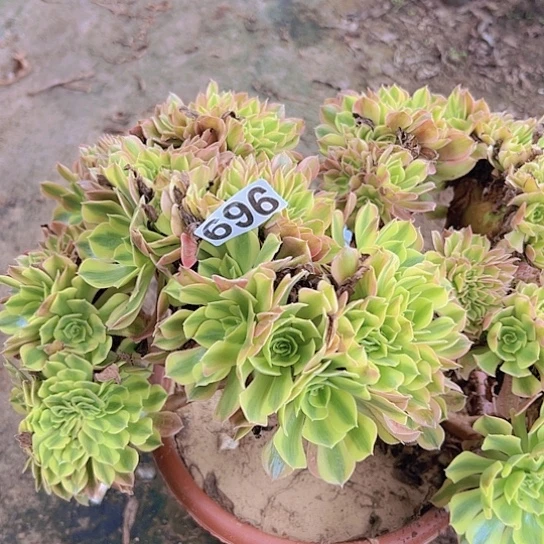 李***子多肉植物一个斑斓追