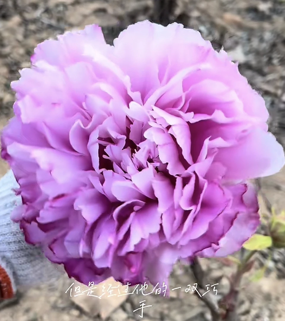 秋翁遇仙牡丹观赏重瓣大花牡丹庭院栽植多年生阳台花卉