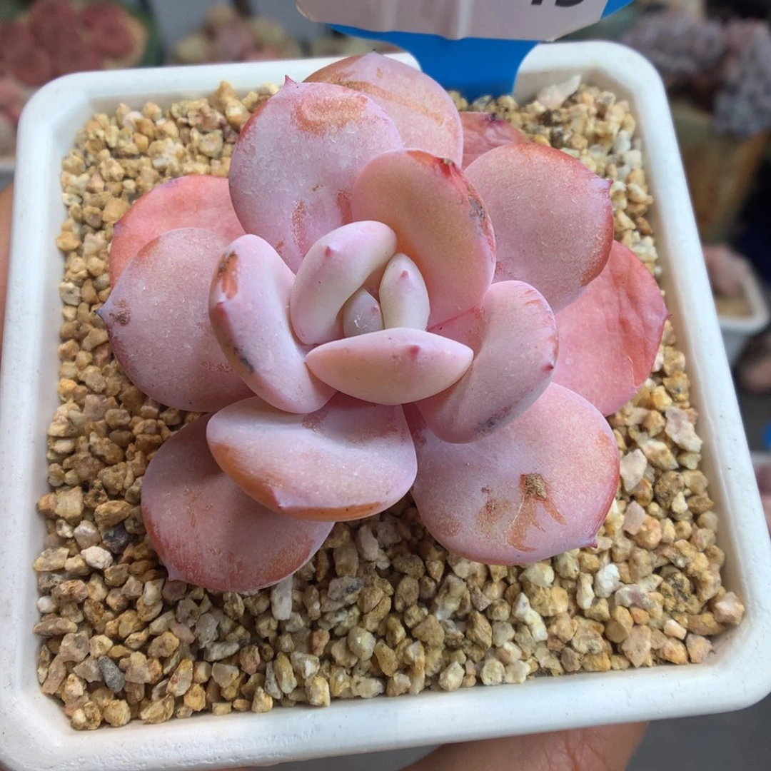 49奶茶多肉植物一物一拍