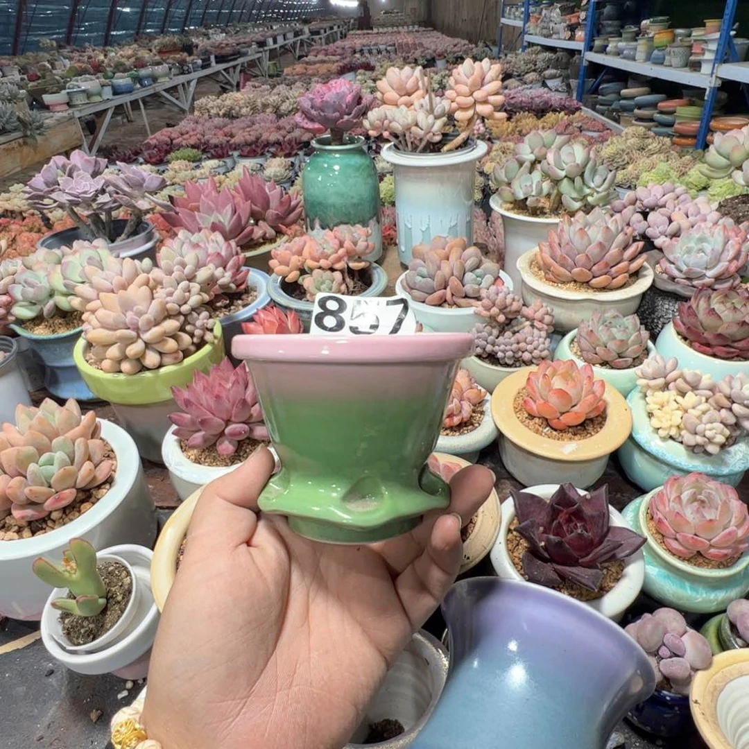 凑满50发货 内口8