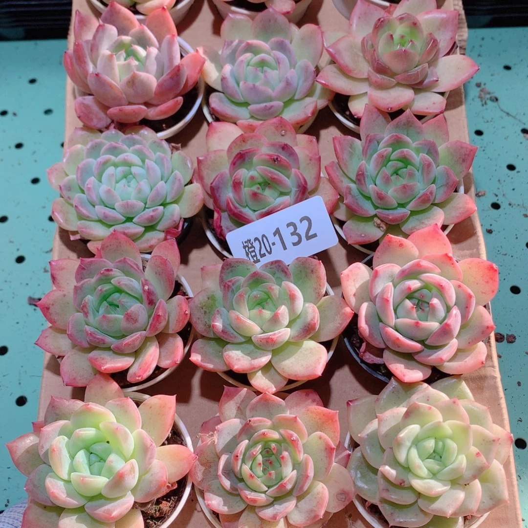 20-132一物一拍多肉带盆18颗