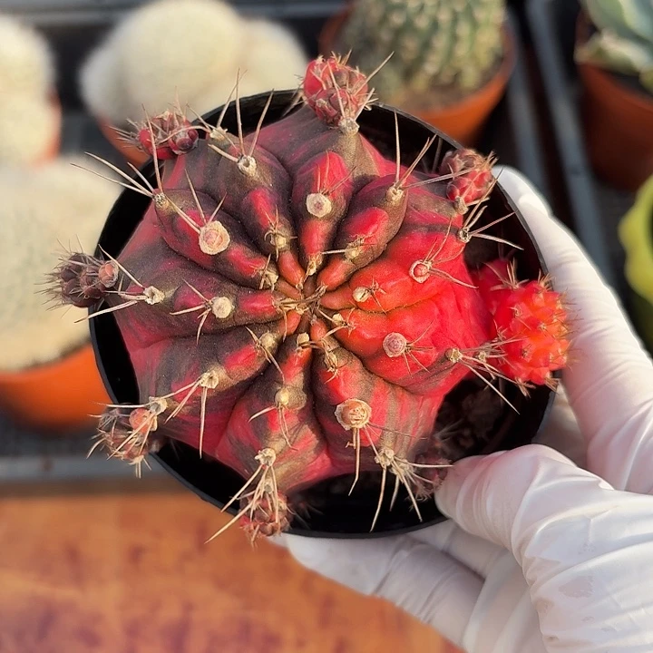 布***?光辉牡丹锦仙人球123