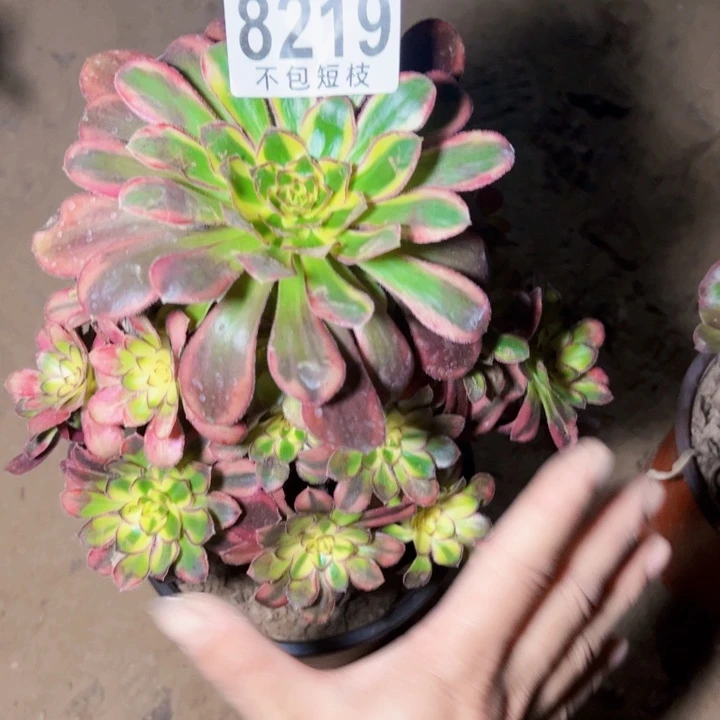 8219冰淇淋多肉植物法师