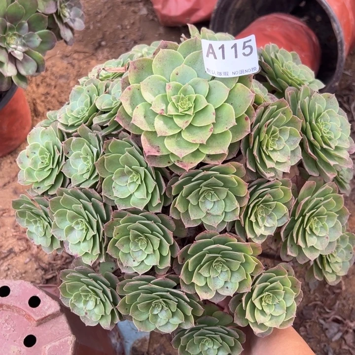 万圣节多肉植物115.