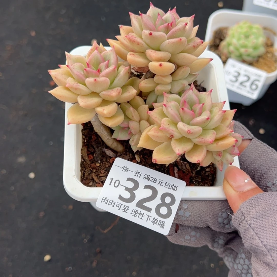 黄金璀璨多肉多肉多肉多肉