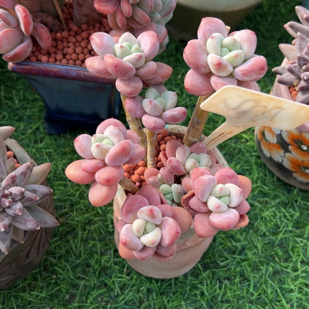 J***r小老桩红洛神多肉植物