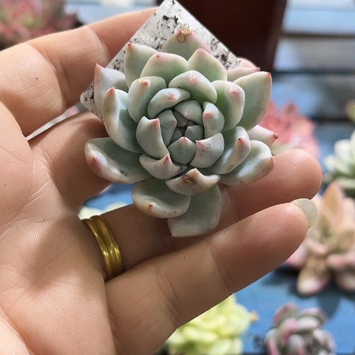 村***雨188粉吉锦炸多肉植物