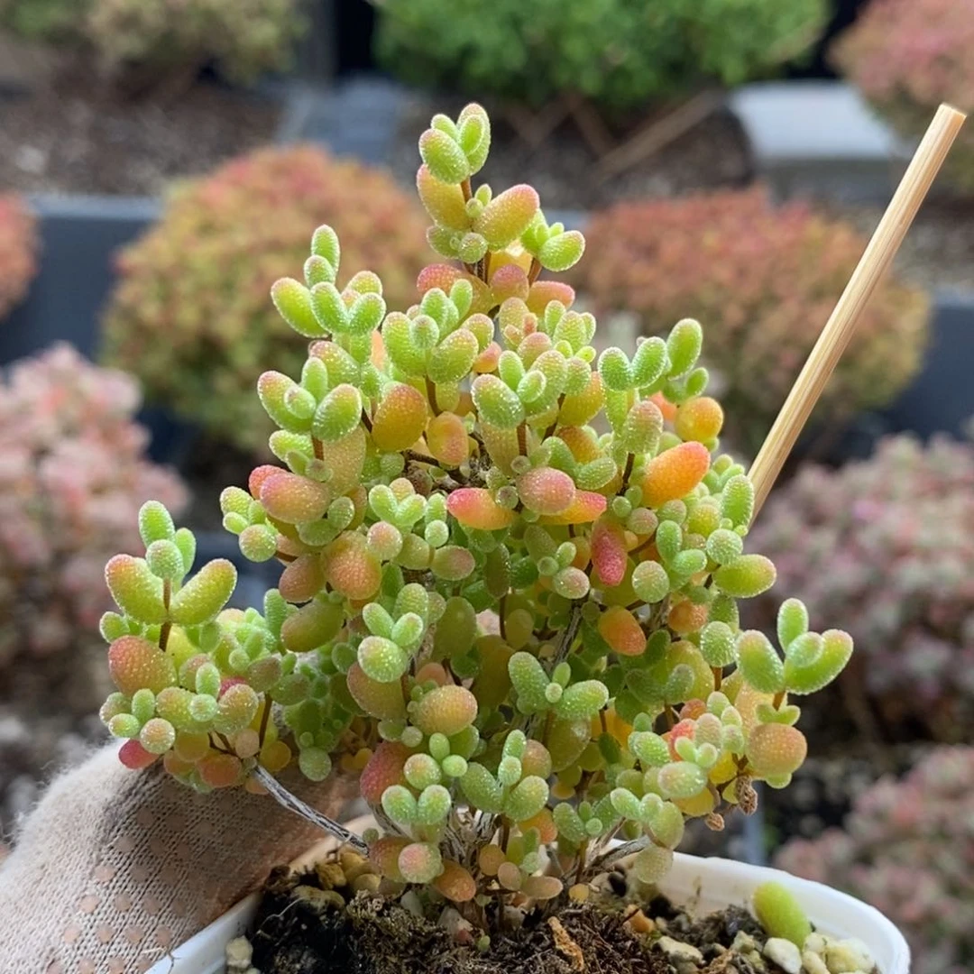 蜜橘糖球6850枝干番杏