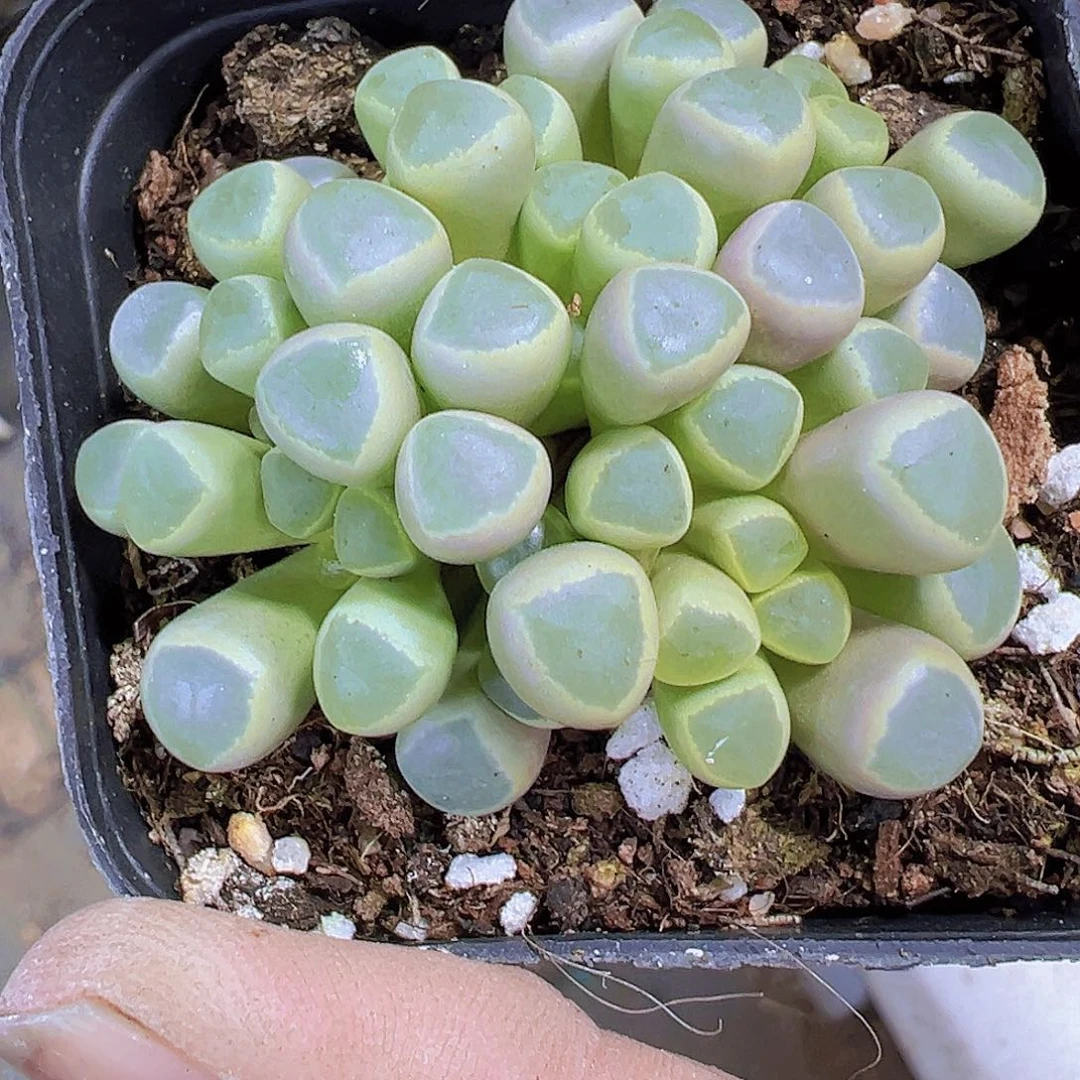 五十铃玉19包邮多肉