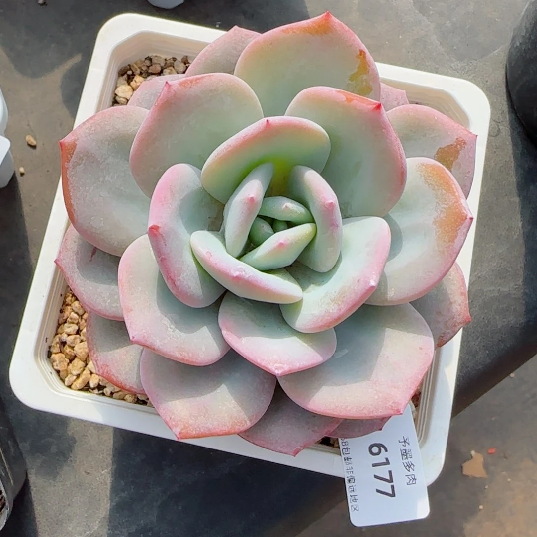 奶茶，6177多肉植物