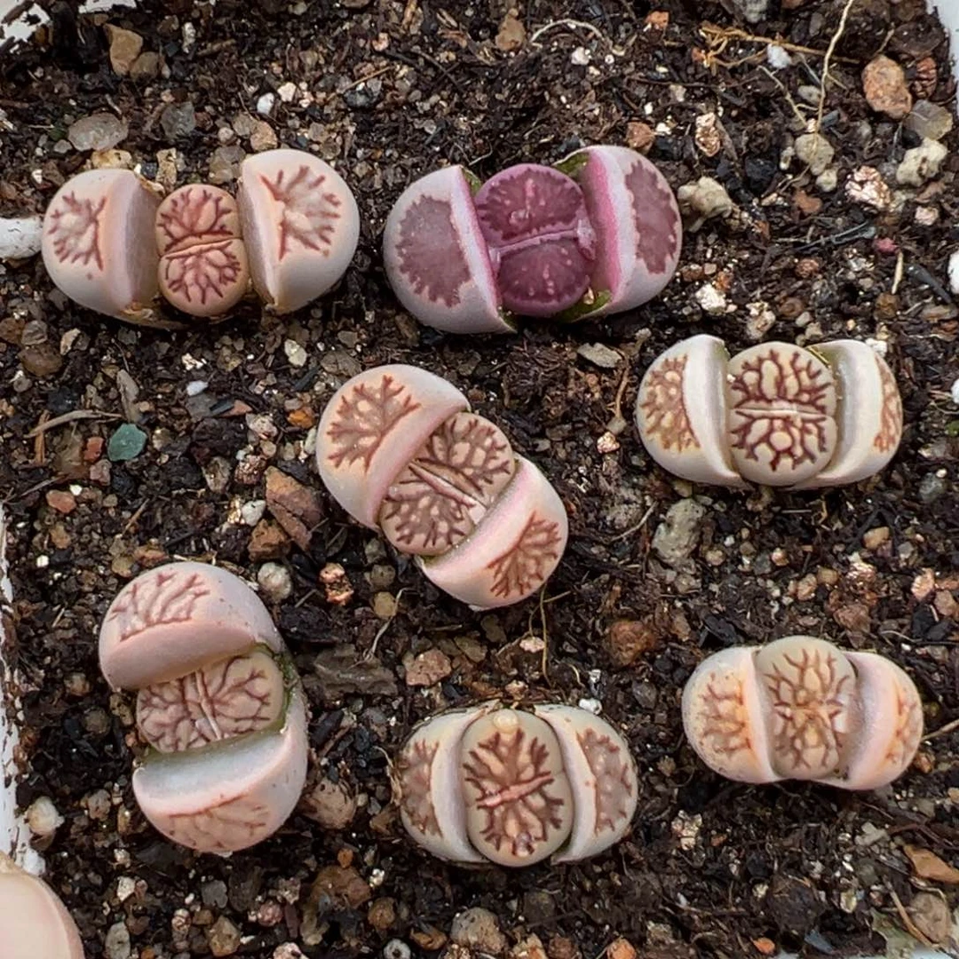 2.5好看的多肉594