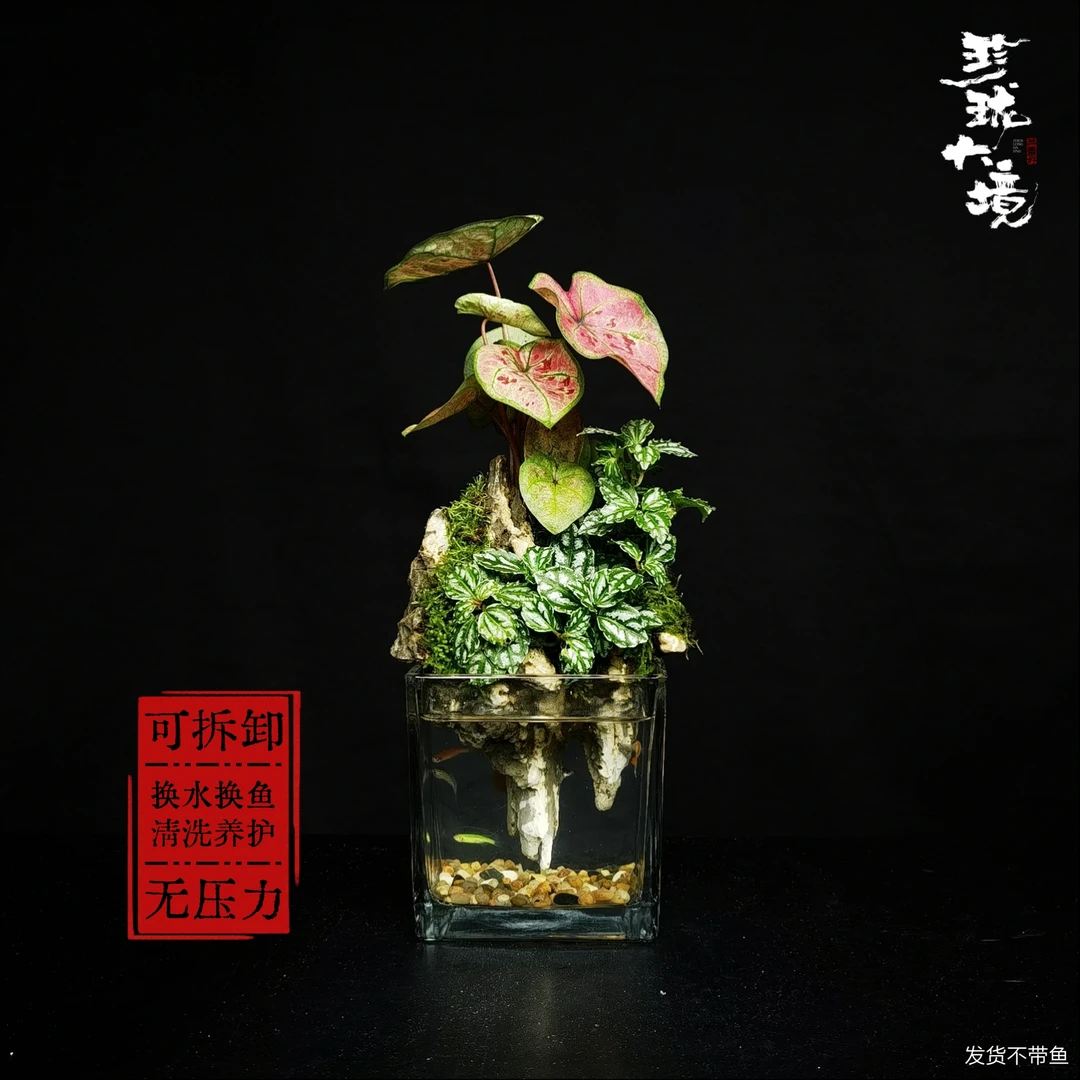 [烂漫]彩芋彩叶冷水花创意绿植室内国风摆件微景观鱼缸10*10*10cm