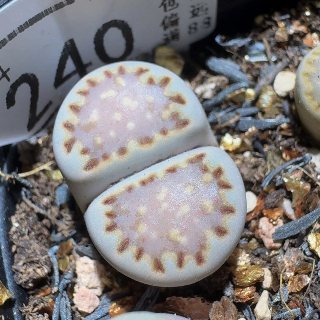 Ssss精品生石花240