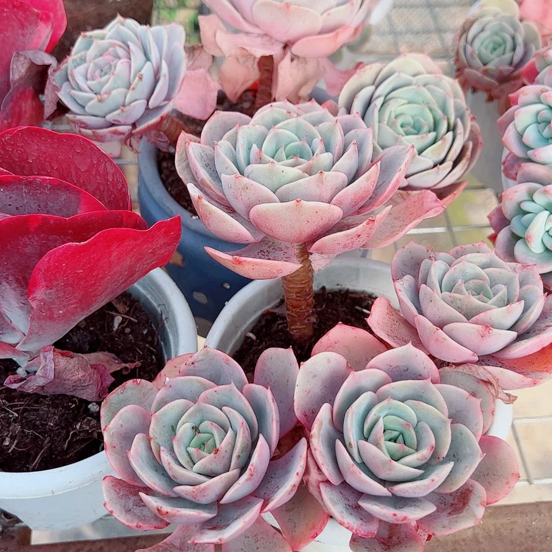 蓝色苍鹭多头群生老桩