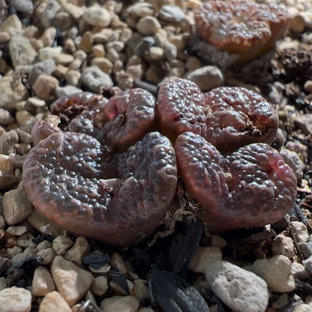 缥*111111111111多肉多肉