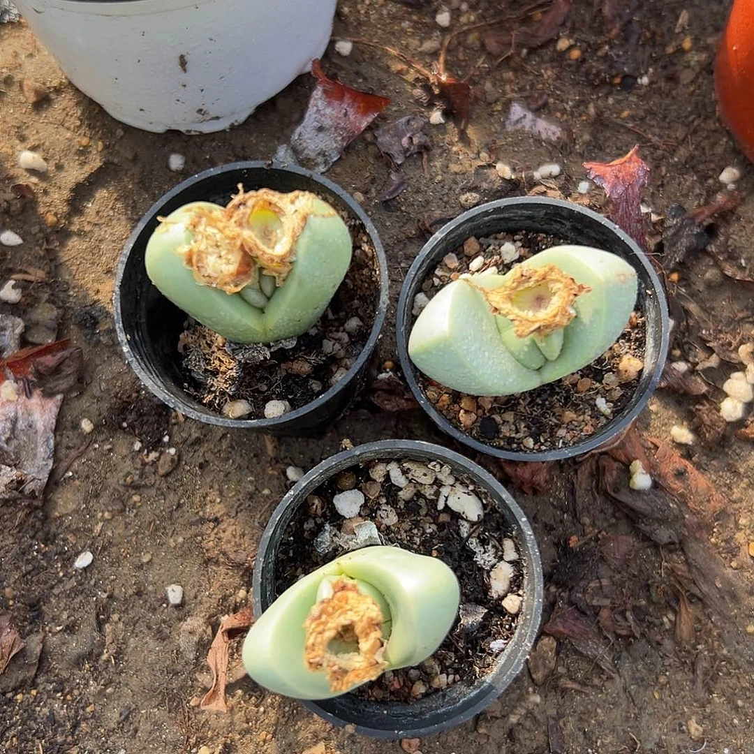 故*、多肉植物三个元宝