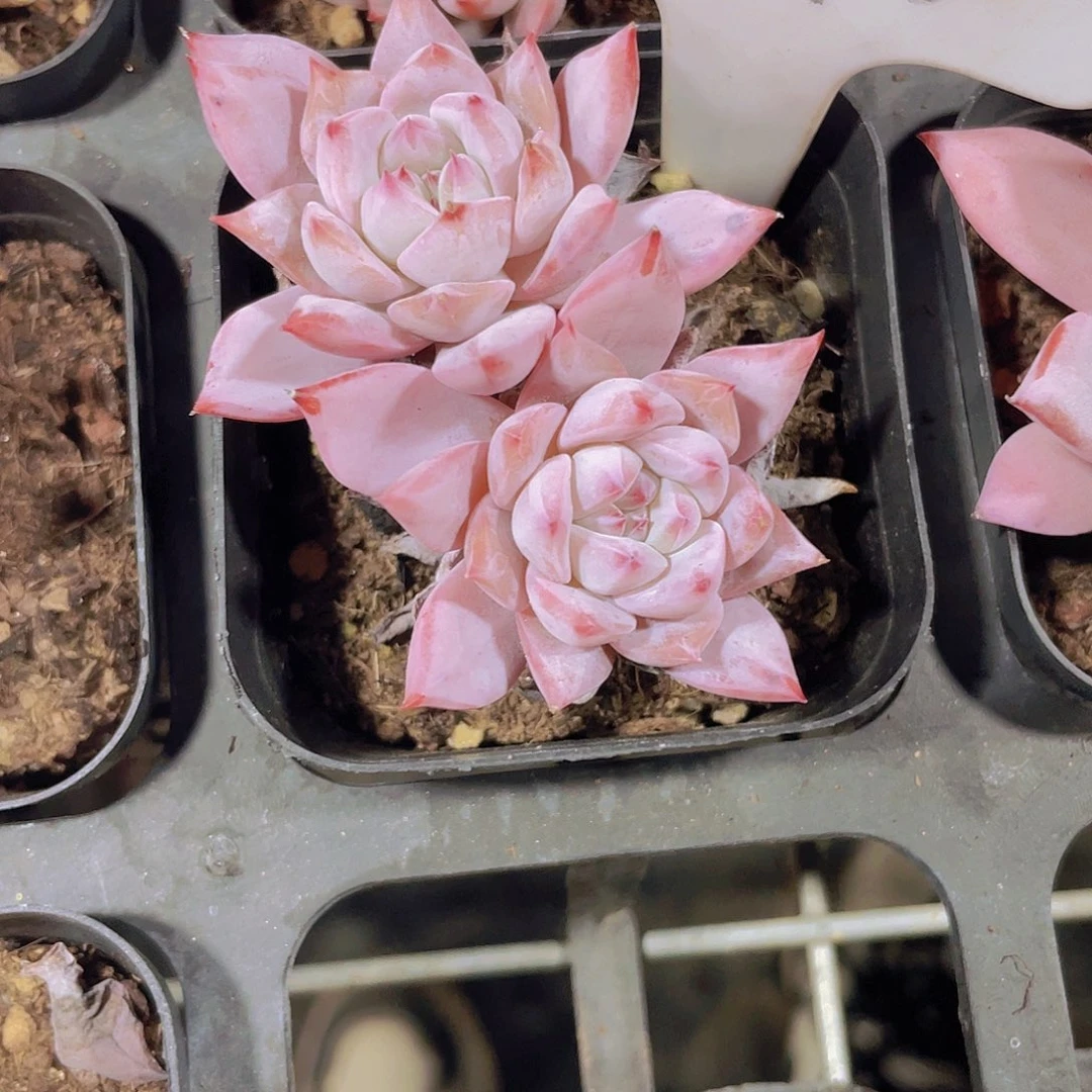 是****！粉蓝鸟w070一物一拍