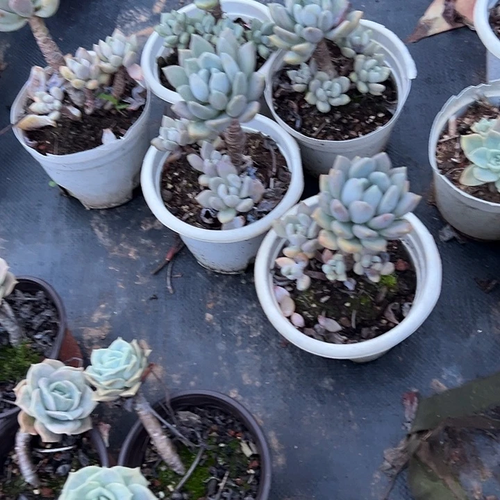 ン****多肉植物实物直播实物240