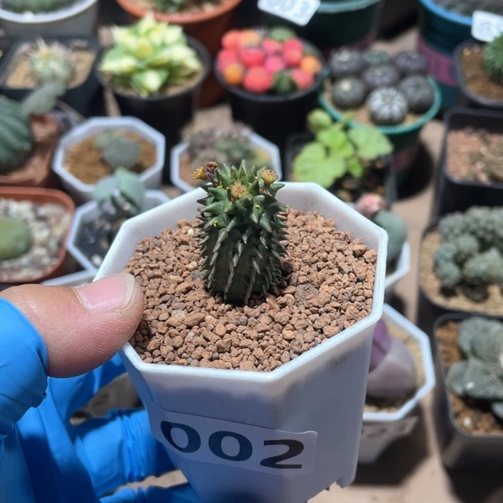 美****哈002海胆大戟仙人球