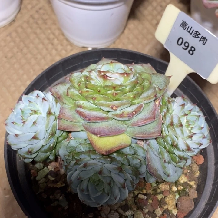 D098- 开播福利 天鹅绒